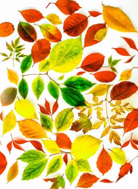 Beyaz zemin üzerinde farklı ağaçların sonbahar yaprakları koleksiyonu.