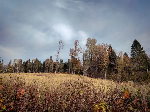 Krajobraz Pól Lasów Oddali Jesienią — Zdjęcie stockowe