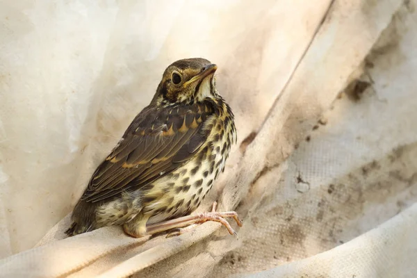 Ein Baby Singvogel Sitzt Auf Einem Bezugsmaterial Einem Nahe Gelegenen — Stockfoto