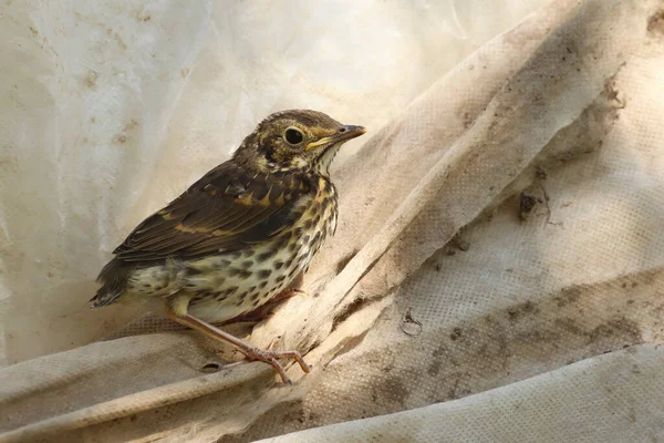 Baby Songbird Sits Covering Material Close Garden — Stock Photo, Image