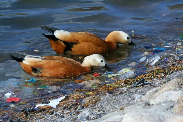 Oiseaux Canards Affamés Recherche Nourriture Parmi Les Ordures Étang Pollution — Photo