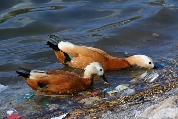 Głodne Kaczki Ptaków Poszukiwaniu Żywności Wśród Śmieci Stawie Ludzkie Zanieczyszczenia — Zdjęcie stockowe