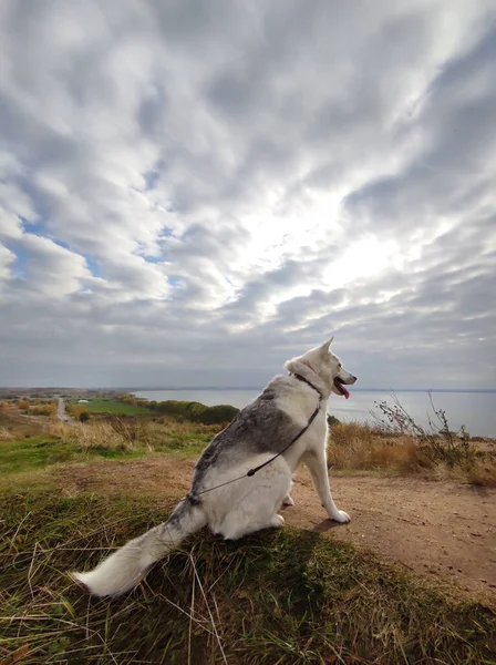 Ljusfärgad Hund Sitter Bakgrund Ett Höstlandskap — Stockfoto