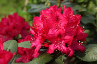 Kızıl rhododendron çiçeği yazın ağaçların arasında kısmi gölgede lüksle açar..