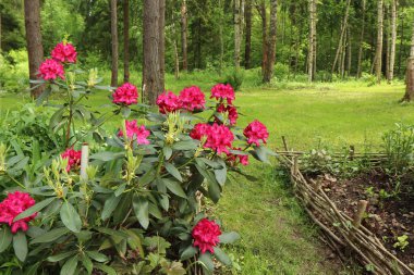 Kızıl rhododendron çiçeği yazın ağaçların arasında kısmi gölgede lüksle açar..