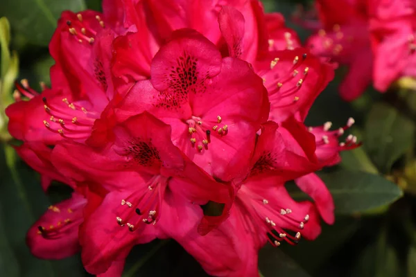 Czerwony Kwiat Rododendronu Kwitnie Luksusowo Latem Częściowym Cieniu Pośród Drzew — Zdjęcie stockowe