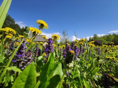 Mavi arka planda yabani ve çayır çiçeklerinden oluşan yaz çiçekleri..
