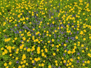 Yazın başında çayır ve kır çiçekleri sarı ve leylak gibi büyür..