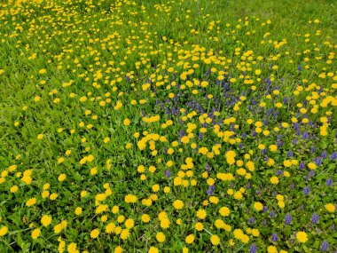 Yazın başında çayır ve kır çiçekleri sarı ve leylak gibi büyür..