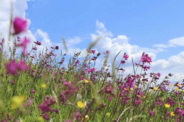 Bellissimo Campo Fiori Sullo Sfondo Cielo Blu Con Nuvole — Foto Stock