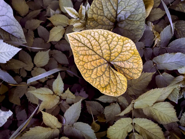 Feuille Jaune Sur Fond Des Plantes — Photo