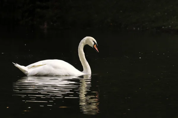 公園の池に白い白鳥が泳いでいる — ストック写真