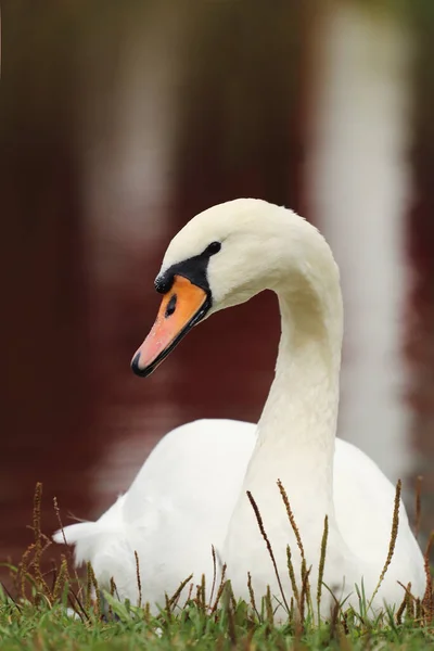 Portrait Cygne Blanc Sur Fond Sombre — Photo