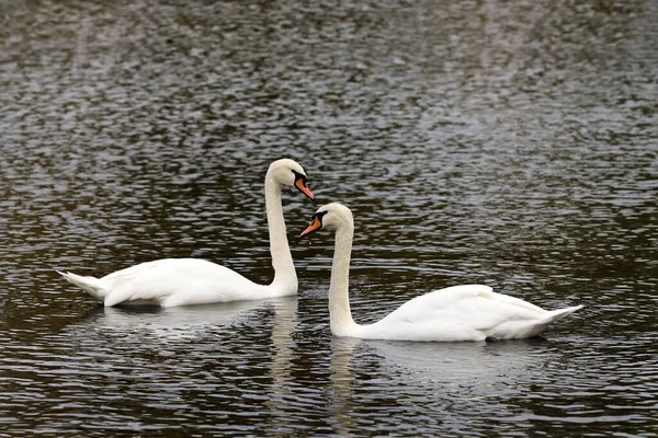 池での白鳥のコミュニケーション — ストック写真