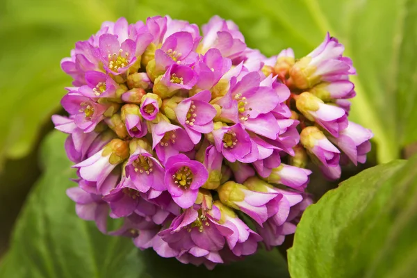 Flor roxa . — Fotografia de Stock