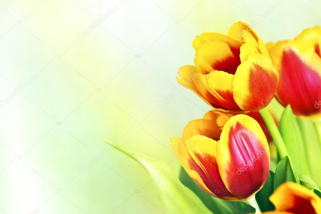 Fondos de pantalla de tulipán fotos de stock, imágenes de Fondos de pantalla  de tulipán sin royalties | Depositphotos