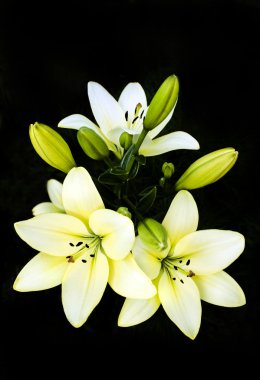 lilyum buketi.