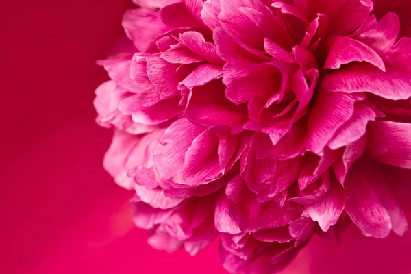 Rózsaszín bazsarózsa. — Stock Fotó
