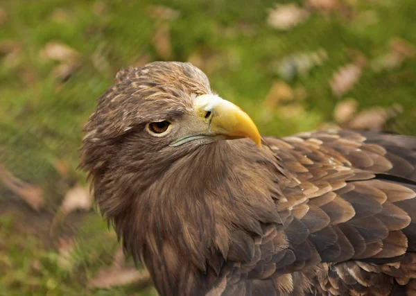 Habicht. — Stockfoto