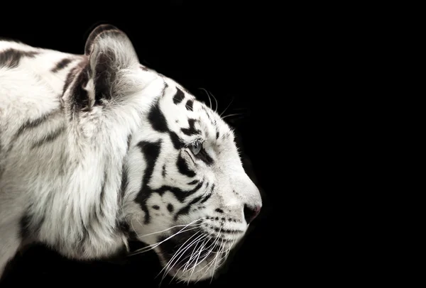 Bengal white tiger. — Stock Photo, Image