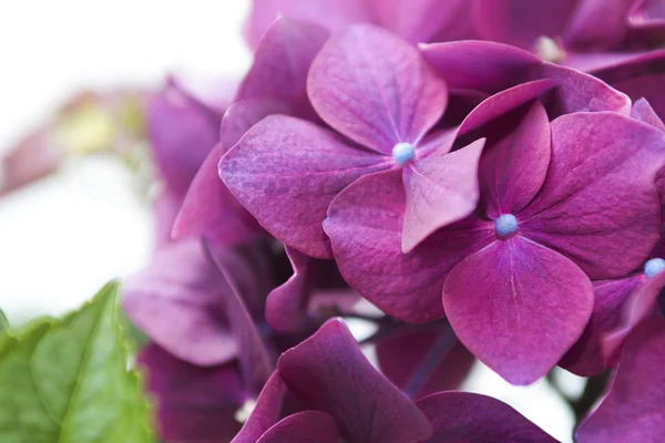 Flowers Hydrangea.