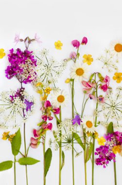 Çiçek koleksiyonu.