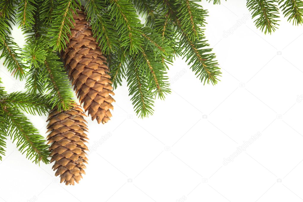 Conifer fir tree .