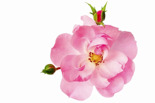 Tea rose ljus rosa färg. — Stockfoto