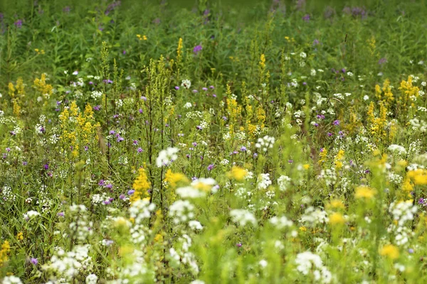 Kwiaty pole i łąka. — Zdjęcie stockowe