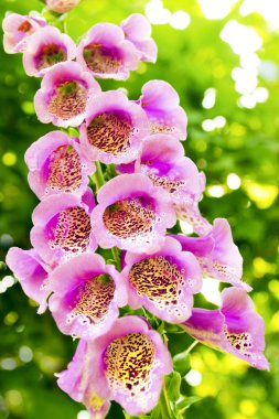 Mor yüksükotu (Digitalis purpurea).