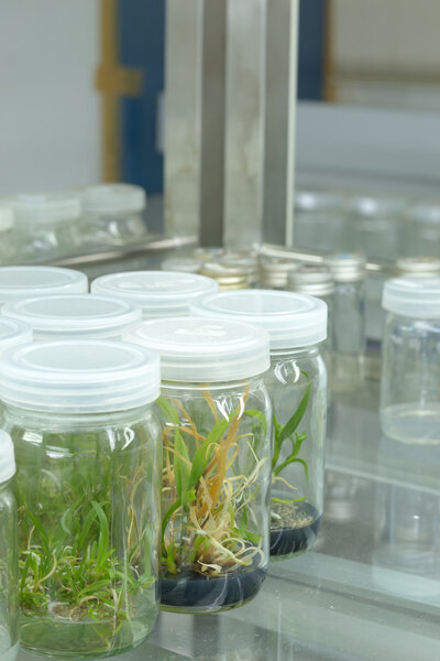 Plant tissue culture
