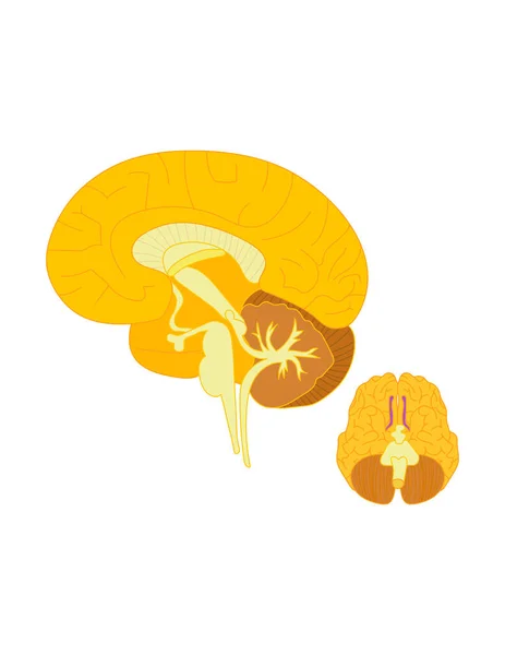 Vektor Illustration Des Pilz Symbols — Stockvektor