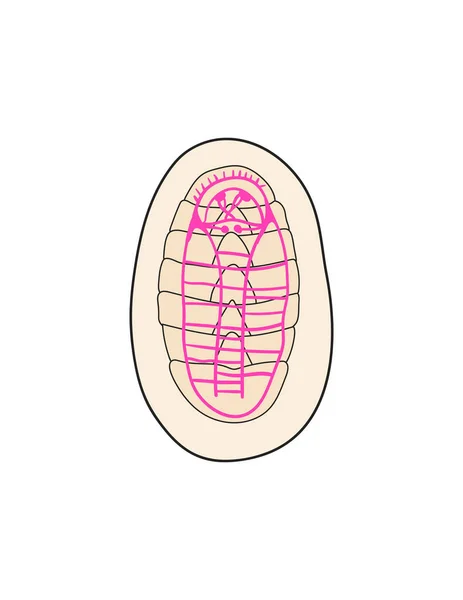 Illustrazione Vettoriale Icona Del Cervello Umano — Vettoriale Stock