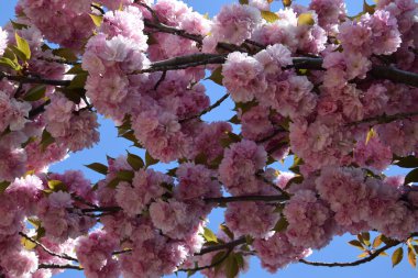 güzel kiraz çiçekleri