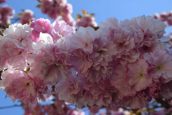 Schöne Kirschblüten — Stockfoto