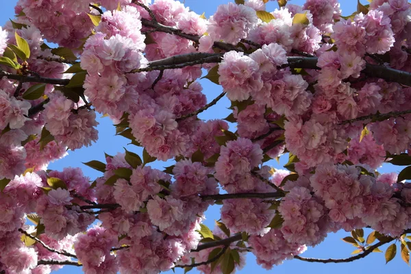 Schöne Kirschblüten — Stockfoto
