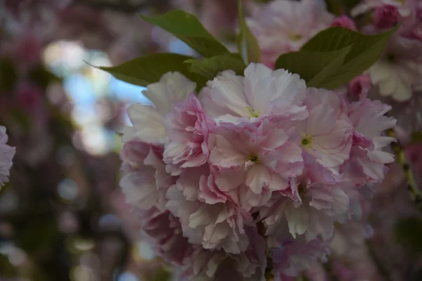 Beautiful Cherry Blossoms — Stock Photo, Image