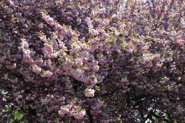 Belles fleurs de cerisier — Photo