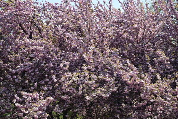 Krásné Třešňové květy — Stock fotografie