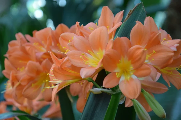 Renkli orkide çiçekleri