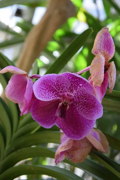 Bunte Orchideenblüten — Stockfoto