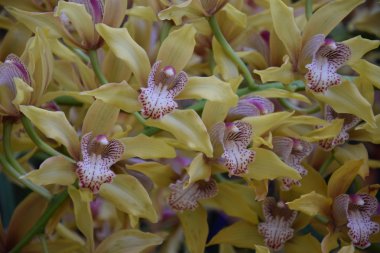 Renkli orkide çiçekleri