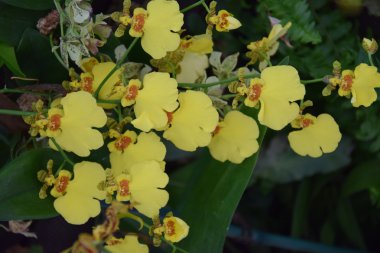 Renkli orkide çiçekleri