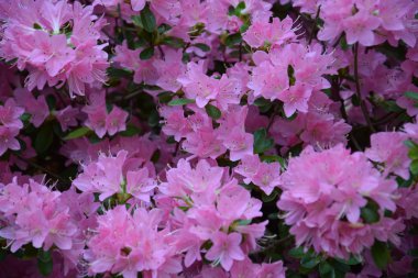 Renkli orkide çiçekleri