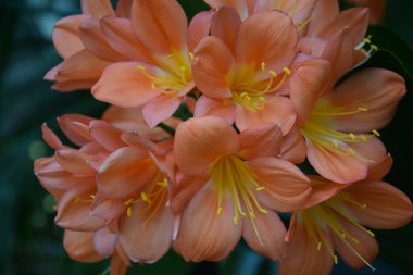 Renkli orkide çiçekleri