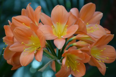 Renkli orkide çiçekleri