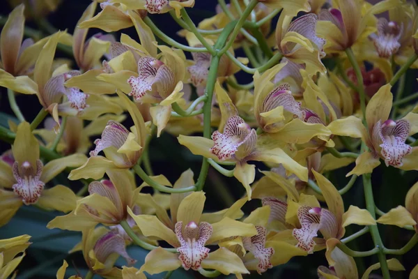 Flores coloridas da orquídea — Fotografia de Stock