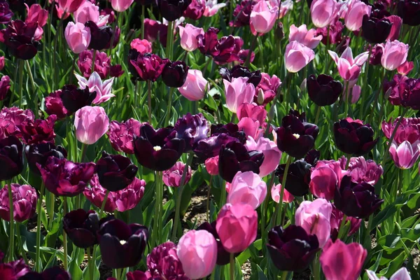 Kleurrijke tulpenbloemen — Stockfoto