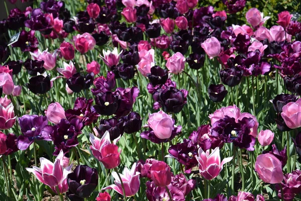 カラフルなチューリップの花 — ストック写真