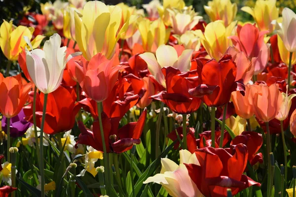 Colorful Tulip Flowers — Stock Photo, Image